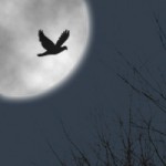 Bird in Night Sky